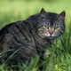 Illustration for article titled Domestic cats are destroying the planet